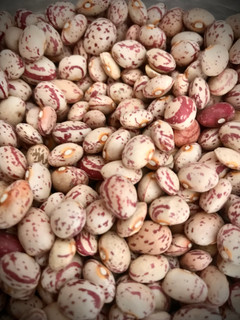 لوبیا چیتی