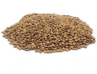 عدس